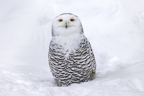 Snowy owl, white owl, Arctic owl (Bubo scandiacus, Strix scandiaca) female in the snow on the