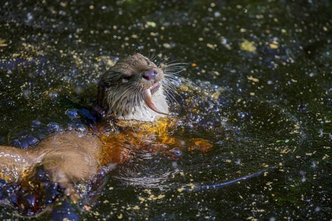 Otter Aska with a fish, UnterWasserReich, Schrems, Lower Austria, Austria