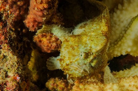 Very small Spotfin frogfish (Abantennarius nummifer) (synonym Antennarius nummifer) sits on and