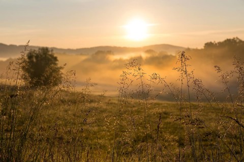 Grasses shining in the morning sun, morning mist near Cunewalde, Upper Lusatia, Saxony, Germany