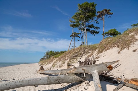 Break-off edges, tree trunks, Darß primeval forest, national park, Weststrand, forest stand,