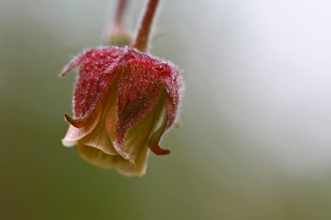 Flowering of the brook carnation (Geum rivale), wetland site, Flusslandschaft Peenetal nature park