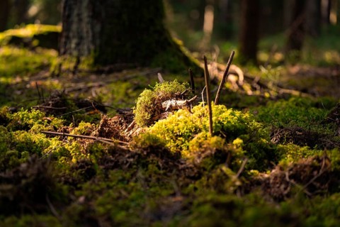 Mossy forest floor in the sunlight, creating a calm and peaceful atmosphere, Gechingen, district of