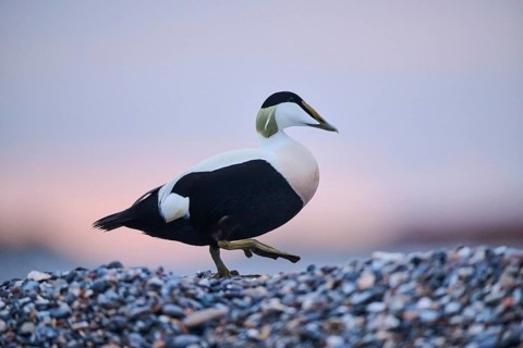 Common eider (Somateria mollissima) male on the beach at sunset, Düne, Helgoland,