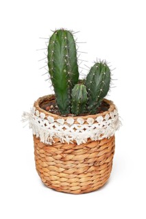 Polaskia chichipe succulent cactus plant on boho style basket flower pot on white background