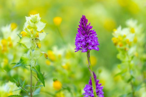 Pyramidal sendel (Anacamptis pyramidalis), orchid family (Orchidaceae), Ihringen, Kaiserstuhl,