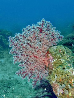 Red coral, Godeffroy's soft coral (Siphonogorgia godeffroyi), on a rock in the blue sea, dive site
