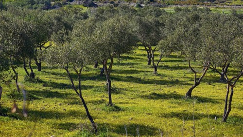 Olive grove on flowering meadow with shade of trees in sunny surroundings, Gadoura, Gadouras