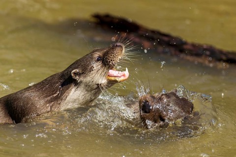 Two river otters playing in the water, one with open mouth, water splashing around, European otter
