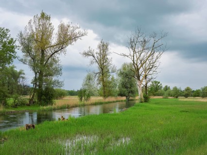 Alluvial landscape on the River Lorze, Maschwanden, Canton Zurich, Switzerland
