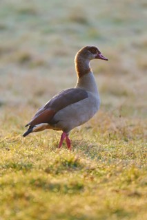 Nile goose (Alopochen aegyptiaca), a grazing goose on a dewy meadow in the soft morning light,