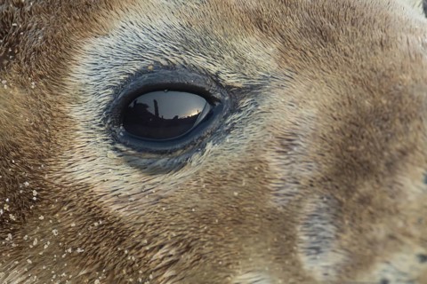 Grey seal (Halichoerus grypus) adult animal close up of its eye, Norfolk, England, United Kingdom