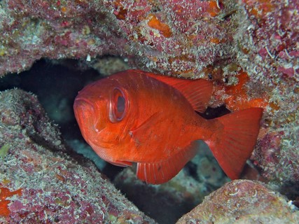 Red fish, Atlantic bigeye (Priacanthus arenatus), hiding in a coral cave, surrounded by colourful