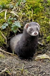 European polecat (Mustela putorius), also known as ferret, looking out of its cave, captive,