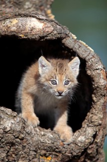 Canada lynx (Lynx canadensis), young, den, tree, eight weeks old, Montana, USA, North America