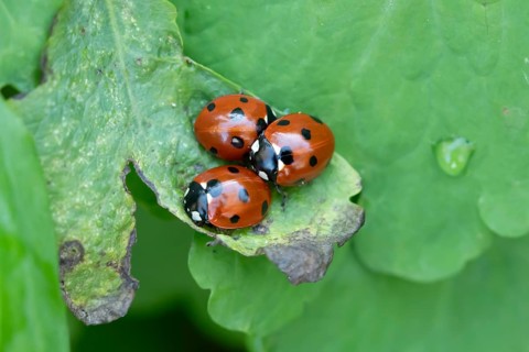 Seven-spot ladybird (Coccinella septempunctata) three adult insects on a garden plant leaf,