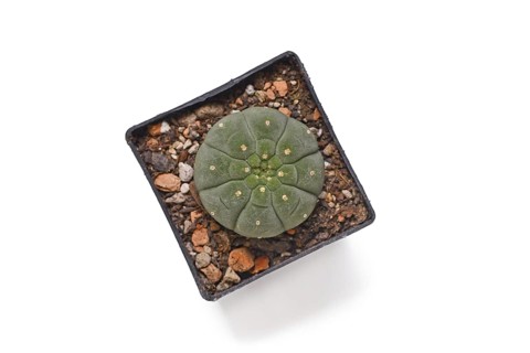 Top view of small 'Matucana Madisoniorum' cactus plant in flower pot on white background