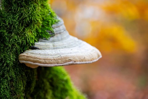 Tinder fungus (Fomes fomentarius) on a European beech (Fagus sylvatica) tree trunk in a forest in