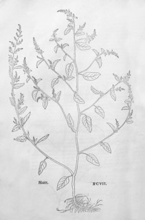 Many-seeded goosefoot (Chenopodium polyspermum), woodcut by Leonhart Fuchs, from New Kreüterbuch,