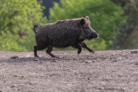 One adult male wild boar or wild pig (Sus scrofa) running over an opening with a green forest in