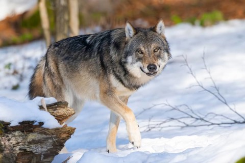 European gray wolf (Canis lupus lupus) walking in a forest in winter, snow, Bavaria, Germany