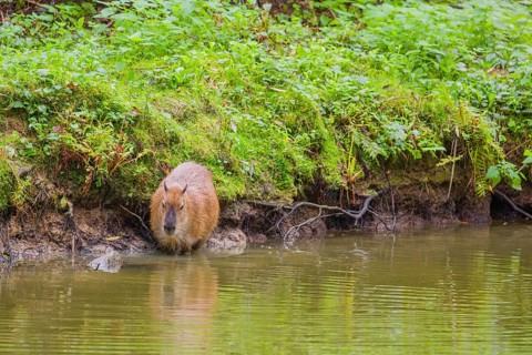 A (greater) capybara (Hydrochoerus hydrochaeris) rests on the river bank
