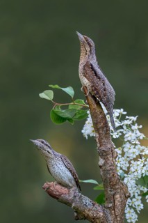 Eurasian wryneck (Jynx torquilia), Limbach, Burgenland, Austria