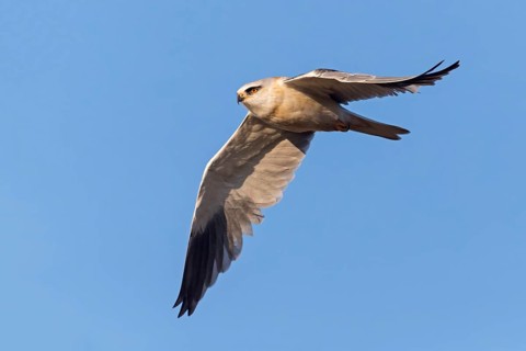 Gliding owl, (Elanus caeruleus), animals, birds, birds of prey, biotope, habitat, perch, hawk