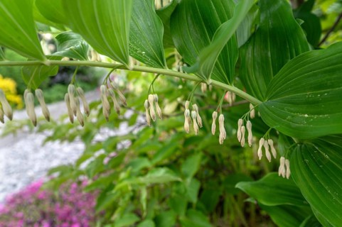 Polygonatum multiflorum (Polygonatum multiflorum), Bavaria, Germany