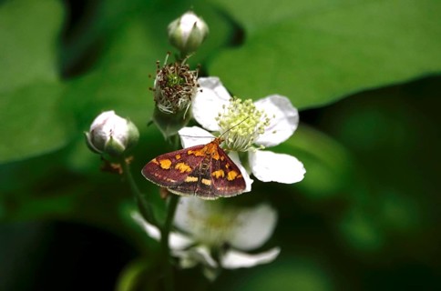 Pyrausta purpuralis, July, Germany