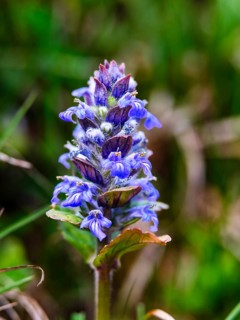 Blue bugle (ajuga reptans) Bischofswiesen, Berchtesgadener Land, Upper Bavaria, Bavaria, Germany