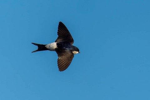 A bird with a dark head flying high in the sky, House Martin (Delichon urbicum, Syn.: Delichon