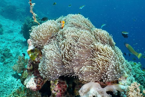 A Ocellaris Clownfish (Amphiprion ocellaris), Nemo, swimming in a giant anemone (Stichodactyla