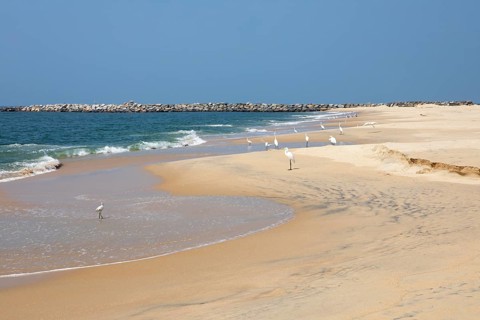 Great egret (Ardea alba, syn.: Casmerodius albus, Egretta alba) at Marari Beach or Strand,