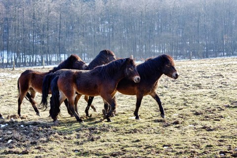 Exmoor ponies, herd on winter pasture, Hutewald forest in the Solling-Vogler nature park Park,