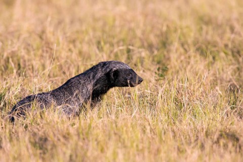 Africa, Botswana, Honey badger, (Mellivara capensis), Botswana, Botswana