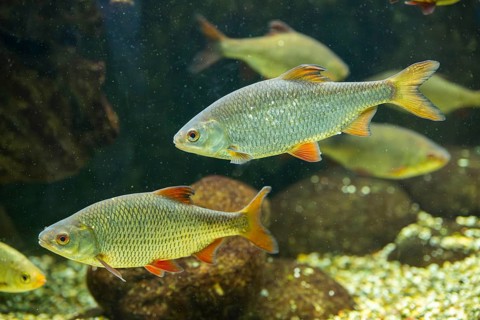 Common rudd (Scardinius erythrophthalmus) swimming under water, Bavaria, Germany