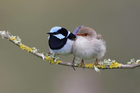 Superb Fairywren (Malurus cyaneus) pair perched on a branch, Victoria, Australia