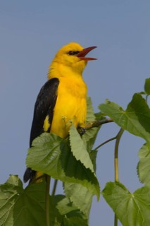 Eurasian Golden Oriole (Oriolus oriolus) male singing, Saxony, Germany