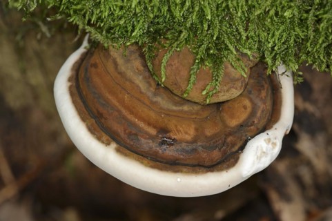 Bulbous lacquered mushroom (Ganoderma adspersum), North Rhine-Westphalia, Germany