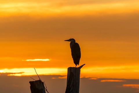Grey Heron (Ardea cinerea) perched on a post at sunset, Mecklenburg-Western Pomerania, Germany