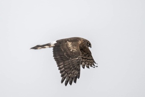 Hen harrier (Circus cyaneus), female, Amrum, Schleswig-Holstein, Germany