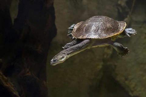 Roti Island snake-necked turtle (Chelodina mccordi), McCord's snakeneck turtle swimming underwater