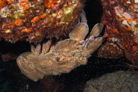 Mediterranean slipper lobster (Scyllarides latus) hiding between rocks, dive site Punta Negra, Las