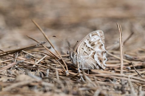 Striped grayling (Hipparchia fidia) butterfly, Catalonia, Spain