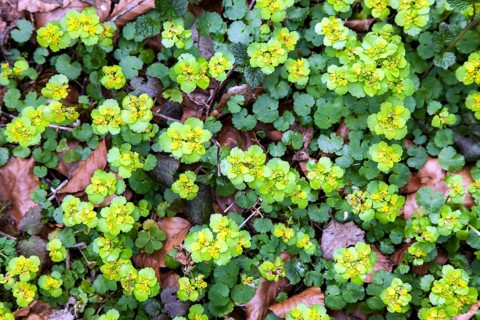 Alternate-leaved golden saxifrage (Chrysosplenium alternifolium), also known as golden spleenwort,