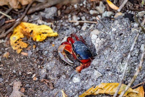 Harlequin crab (Cardisoma armatum), in a hole in the ground, Manuel Antonio National Park,