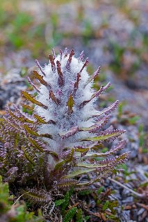 Woolly lousewort, Arctic hairy lousewort (Pedicularis dasyantha, Pedicularis lanata) hemiparasite