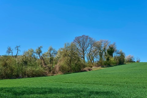 Green meadow with blossoming cherry trees under a clear sky, fresh spring atmosphere, Pflaumheim,