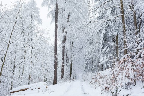 Forest path through the winter forest at Czorneboh, Lusatian Mountains, Saxony, Germany
